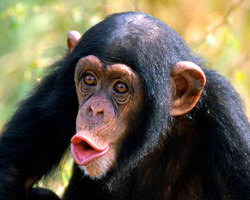 1.Chimpanzee.jpg