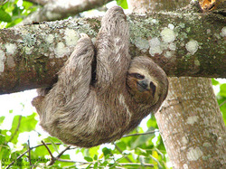 sloth1-r3-wm.jpg