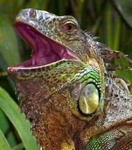 Iguana_Cincinnati%20Zoo.jpg