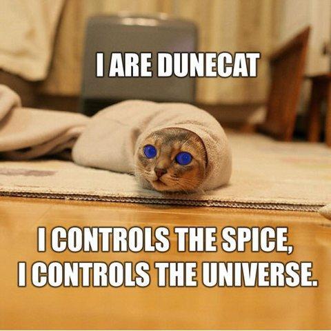 dune-cat2.jpg