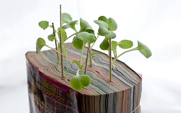 204194-sprouts2_super.jpg