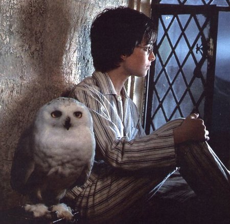 harry-potter-and-hedwig.jpg