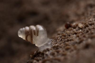 clearsnail.jpg
