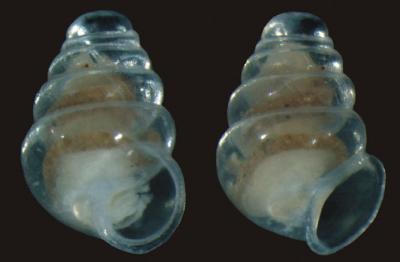 clearsnailshell.jpg