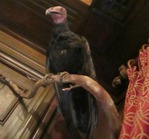 club33bird.jpg