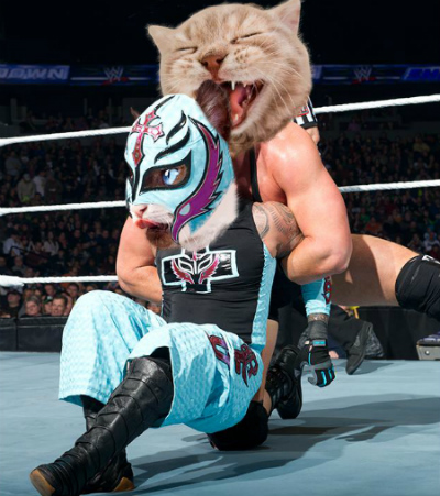 reymysteriocat.jpg