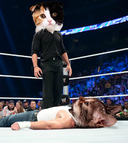 wwecats_rollins_ambrose.jpg