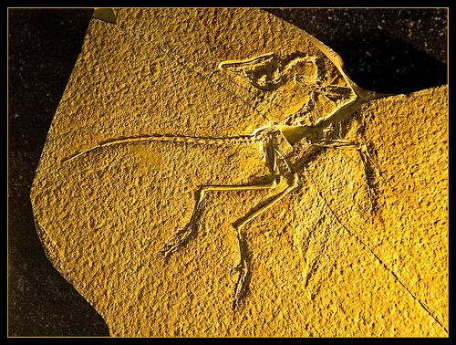 Archeopteryx.jpg