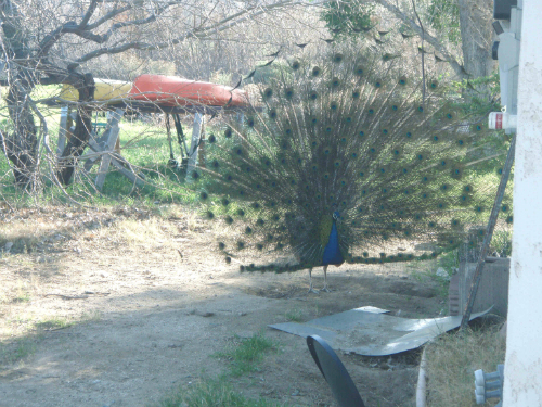 peacock1.JPG