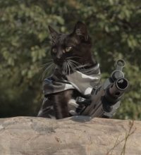 catsvszombies