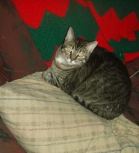 felixcouch