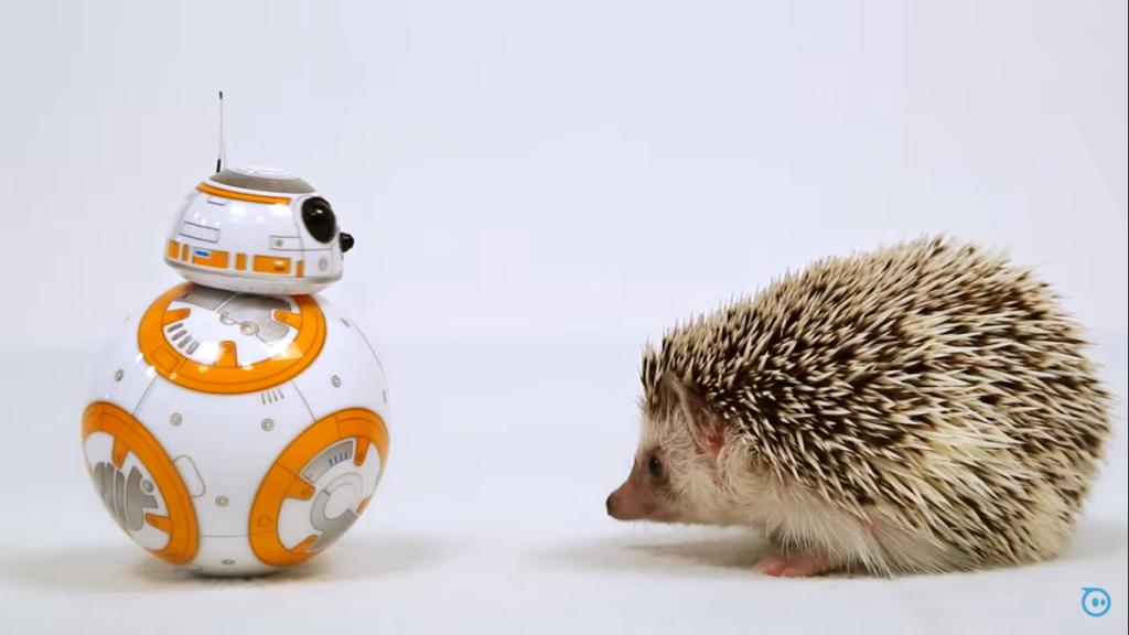 bb8hedgehog